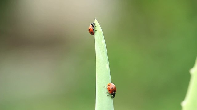 Coccinella septempunctata
