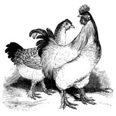 chicken - 25721103