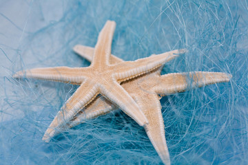 stelle di mare