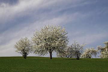 Kirschbaum im April, Hagen - Cherry trees in spring, Germany
