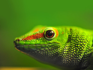 Shallow Focus Portrait of a day gecko