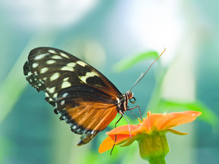 Obraz na płótnie Canvas Piękny motyl opiera się na kwiat