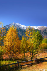 Naklejka premium Autumn trees in Colorado rocky mountains