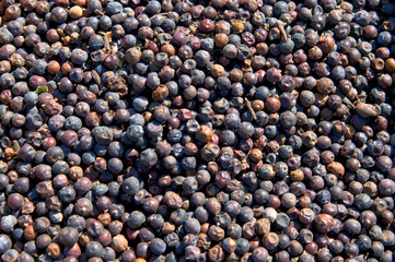 Juniper berries