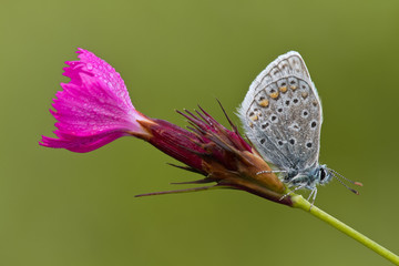 Schmetterling auf einer Rosa  Blüte
