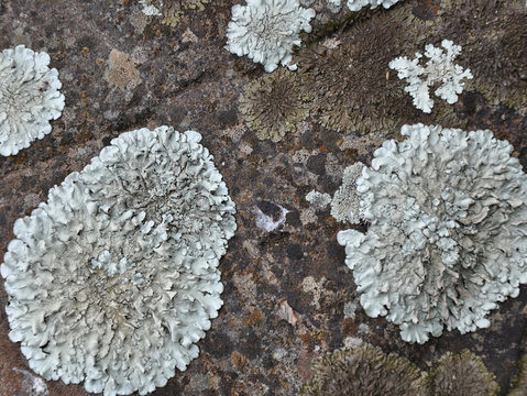 lichen