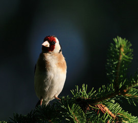 Carduelis