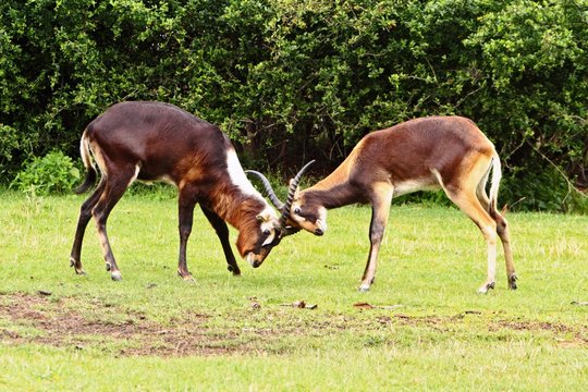 Nile lechwe antelope head butting