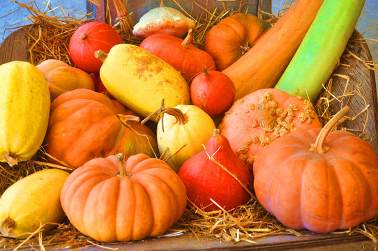 potirons et l&eacute;gumes de saison - automne - halloween