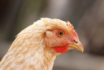 Hen
