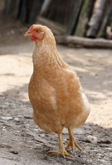 Hen