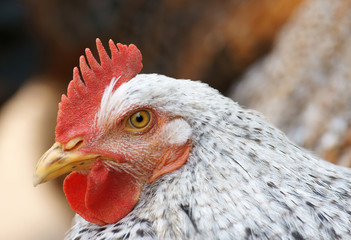 Hen