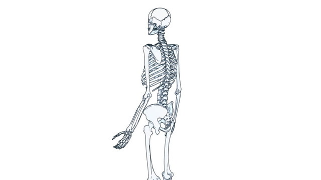 skeleton draw