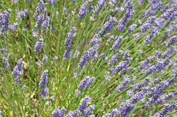 Obraz premium lavande en fleur 7