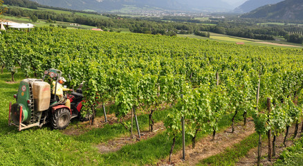 traitement de la vigne