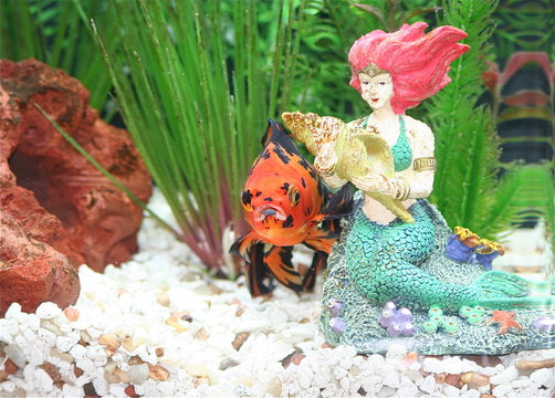 fancy goldfish in aquarium