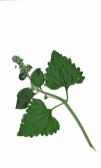 Catnip plant