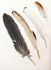 Feathers