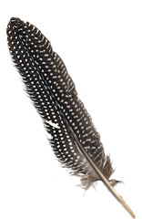 Guinea fowl plume