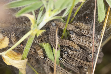 Macro photo of Ermine moth lavae in communal web.