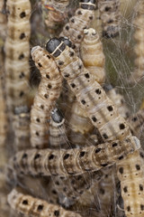 Macro photo of Ermine moth lavae in communal web.