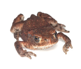 Baby Common toad (Bufo bufo) isolated on white.