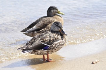 ducks on a beach