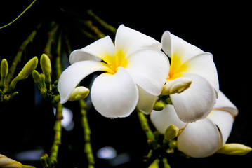 Fototapeta na wymiar Plumeria flowers white guard a very beautiful dawn
