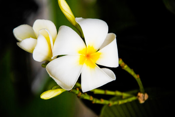 Fototapeta premium Plumeria flowers white guard a very beautiful dawn