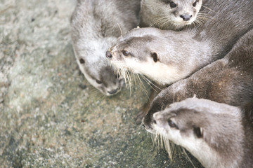 Gang of otters