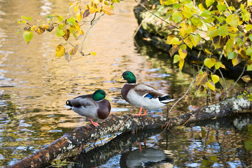 Mallard ducks