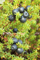 Crowberry (Empetrum)