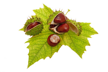 Chestnuts with leaves