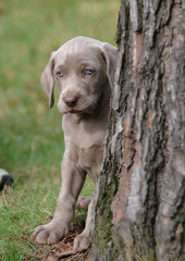 WEIMARANER 40GG