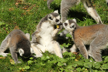 Ring-tailed lemurs