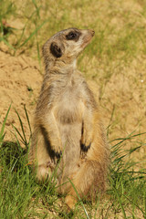 Meerkat standing upright and looking up