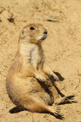 Prairie dog sitting