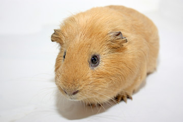 Fototapeta premium cochon d'inde