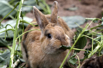 Kaninchen