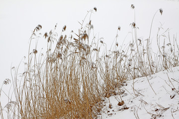 Obraz premium reed in the snow