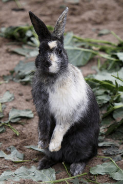 Kaninchen