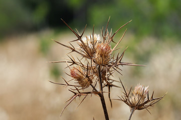 Withered thorny thistle plant. Abstract background.