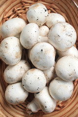 Funghi in cestello di vimini