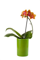 beautiful pink orchid in pot on white