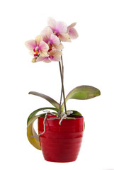 beautiful pink orchid in pot on white