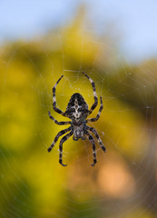 Spider on his net with blurred background