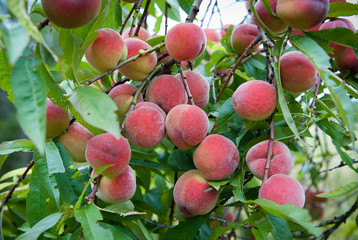peach fruits ripening on the tree