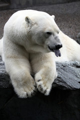 Fototapeta premium Polar Bear