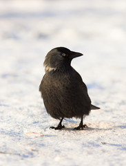 Jackdaw, Daw (Corvus monedula)