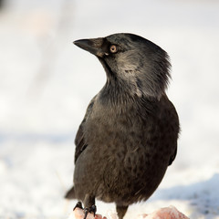 Jackdaw, Daw (Corvus monedula)